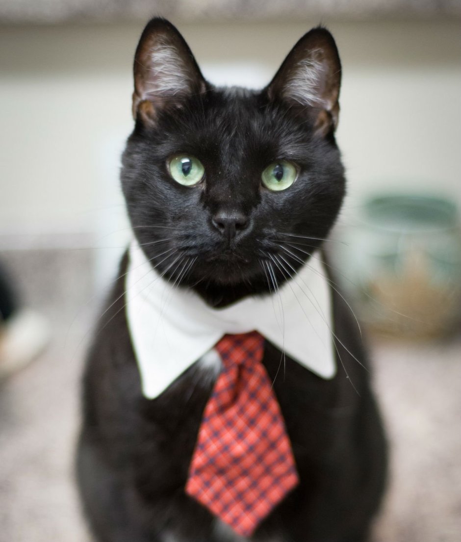 Черная кошка сидит