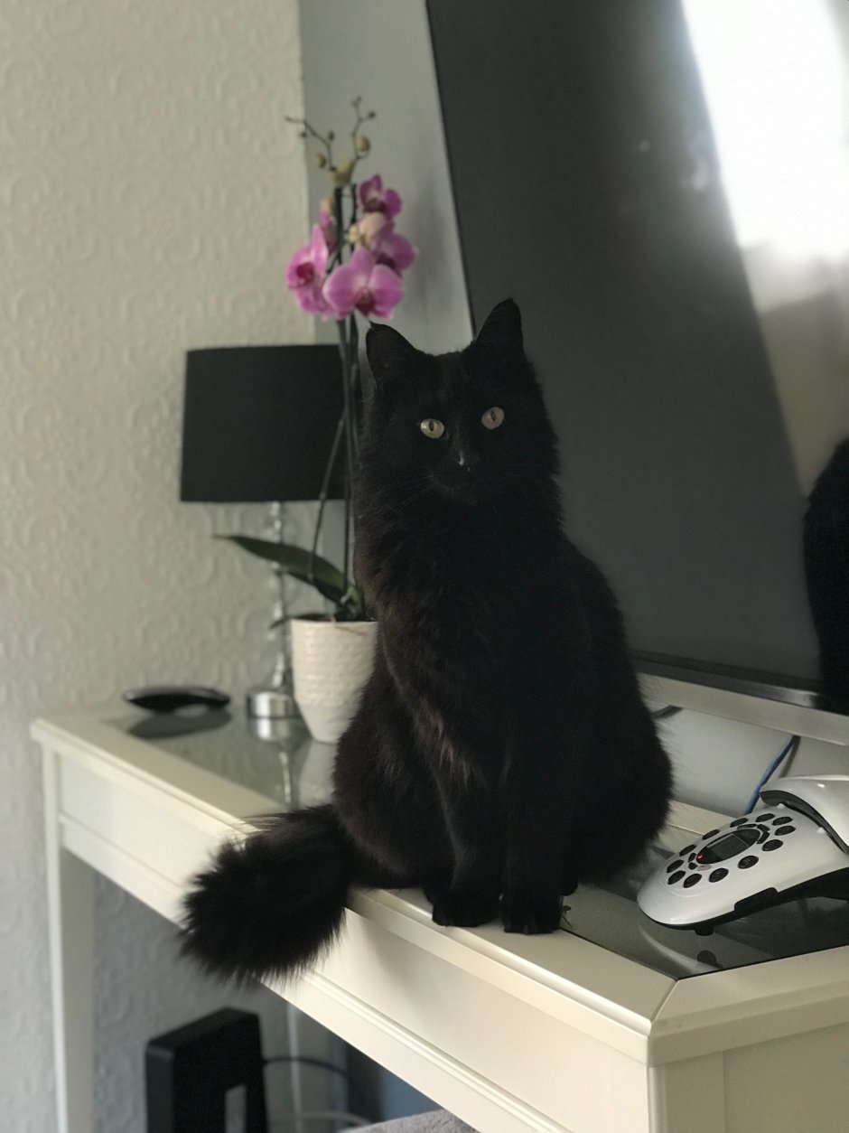 Бомбейская кошка черно белая