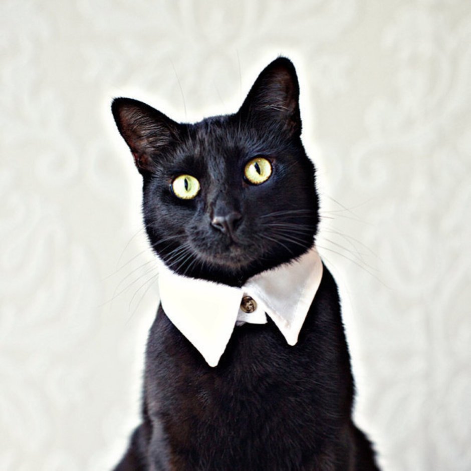 Черный котенок с бантиком