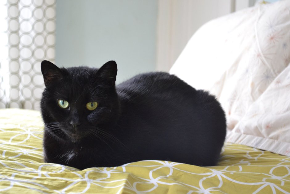 Сибирский гладкошерстный кот черный