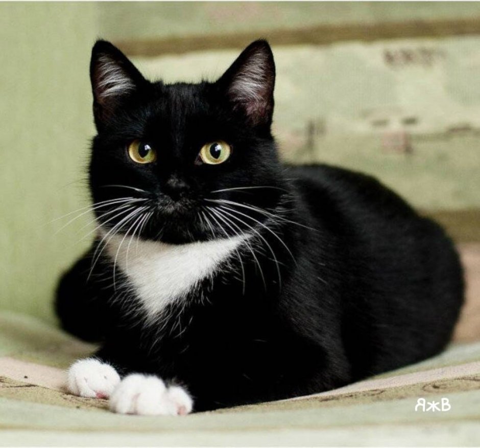 Черный кот с розовым носом