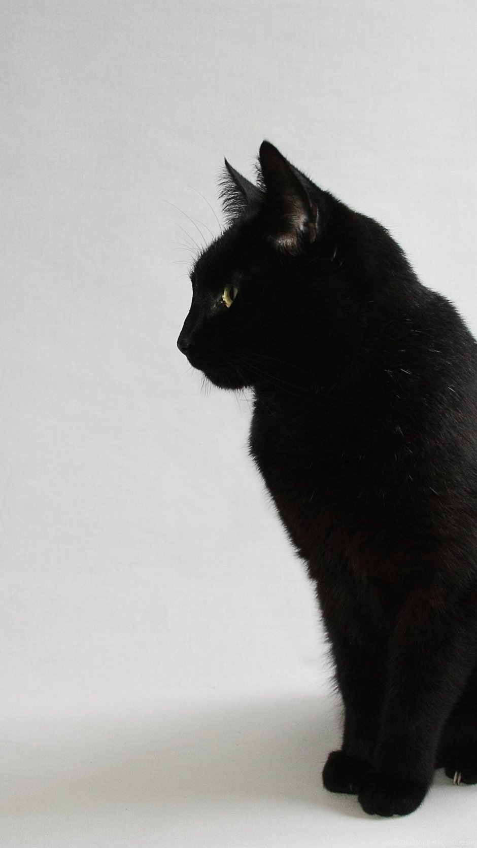 Порода тукседо