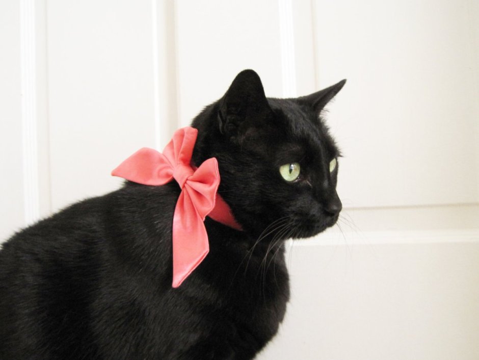 Чёрные коты Эстетика