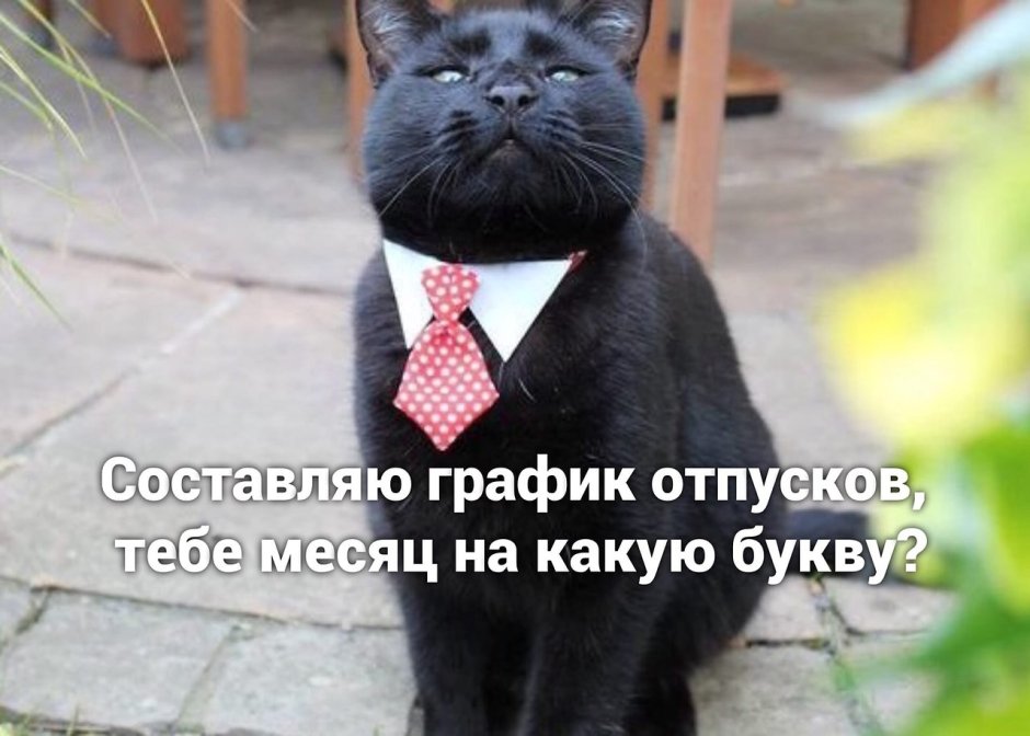 Черная кошка в профиль