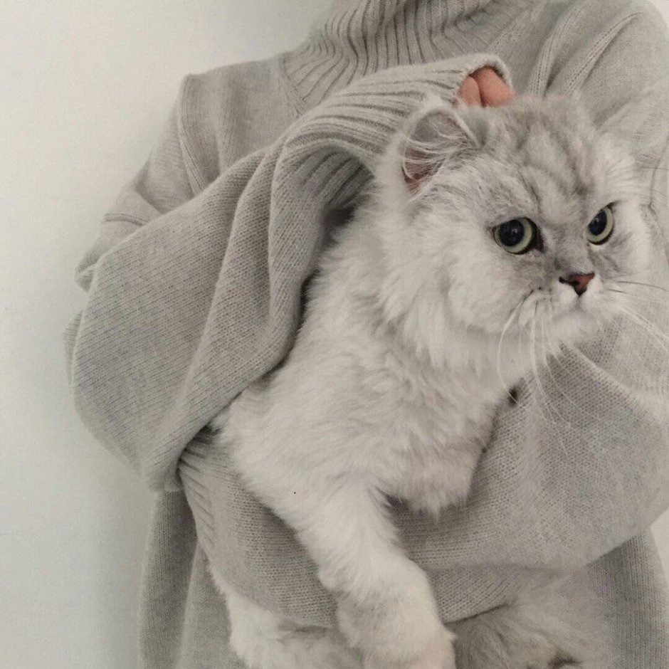 Креативная стрижка кошек