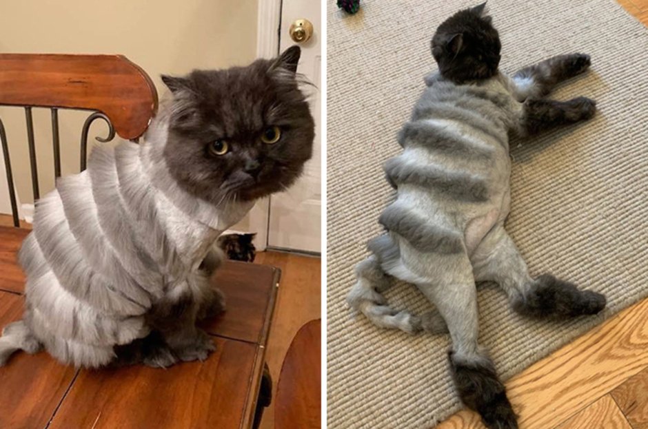 Стрижка длинношерстных кошек