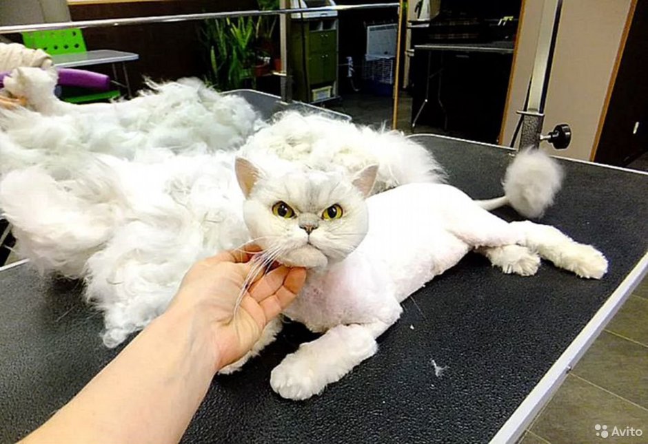 Модные стрижки котов