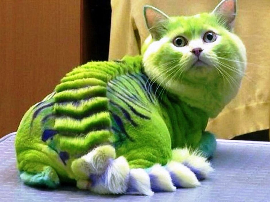 Стрижка Мейн куна под Льва