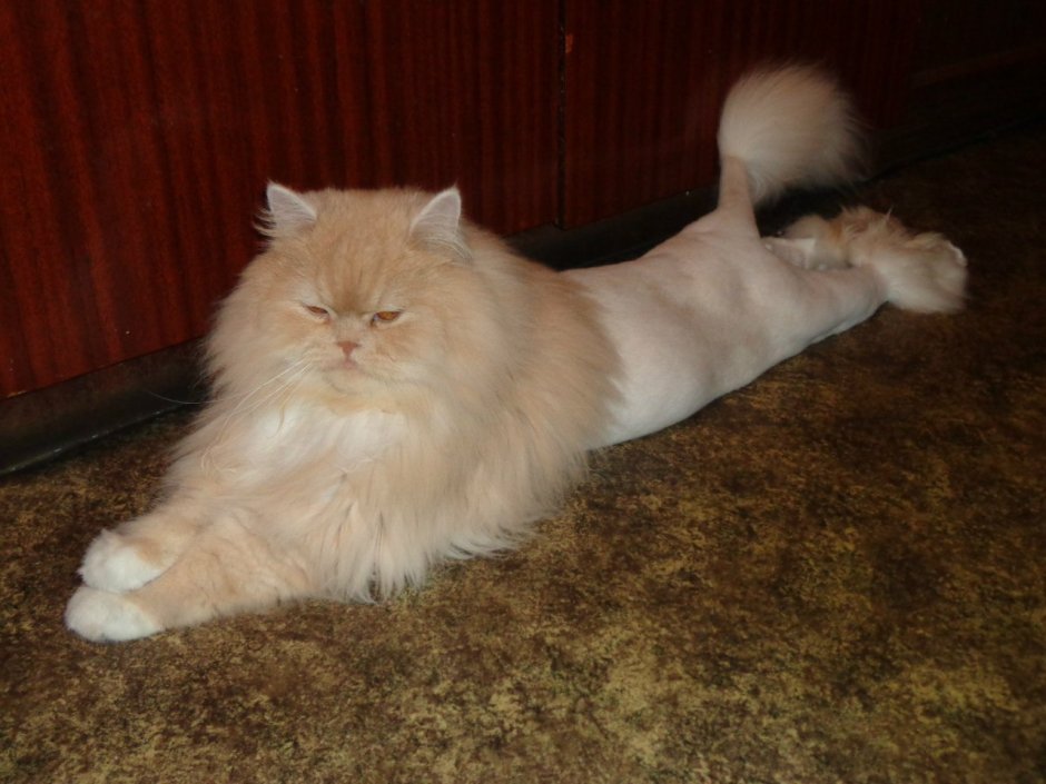 Стрижка кота налысо