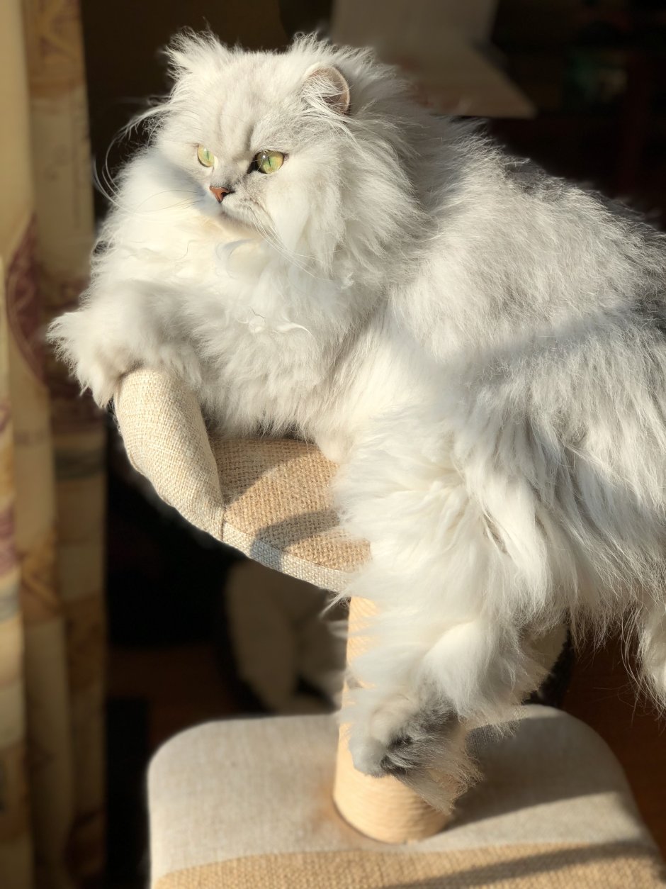Перс шиншилла кот белый