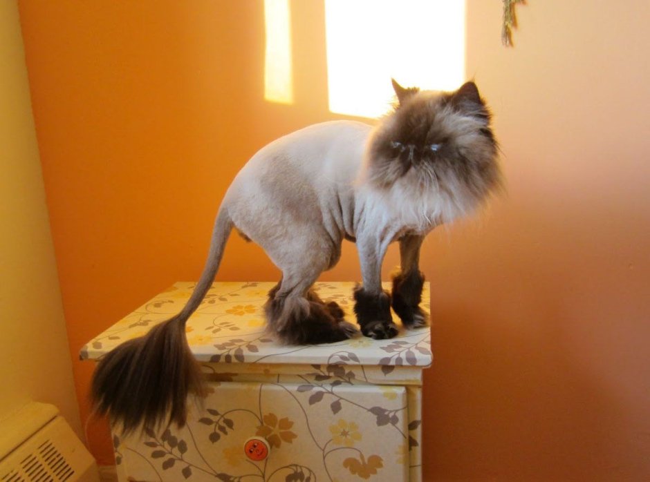 Стрижка кошек