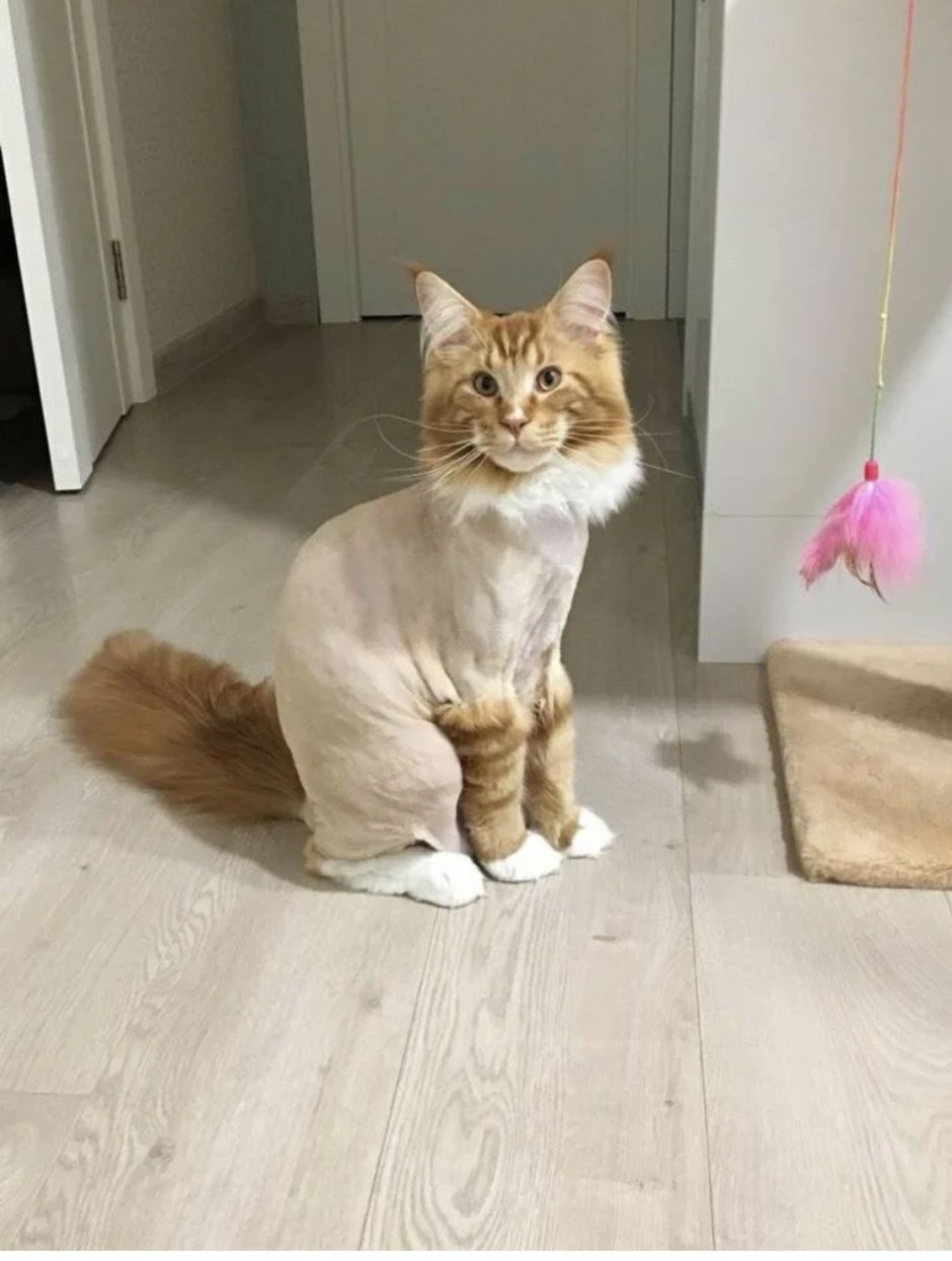 Сибирский кот стрижка подо Льва