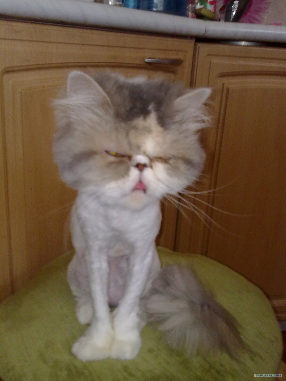 Бежевая кошка
