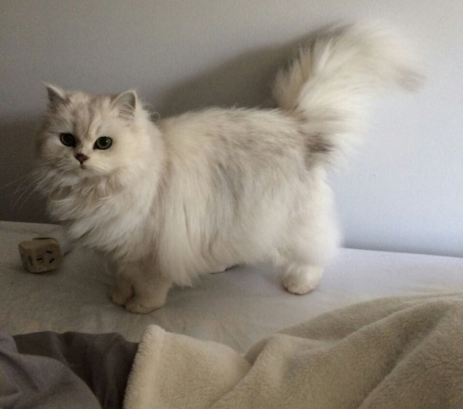 Стрижки котов британцев