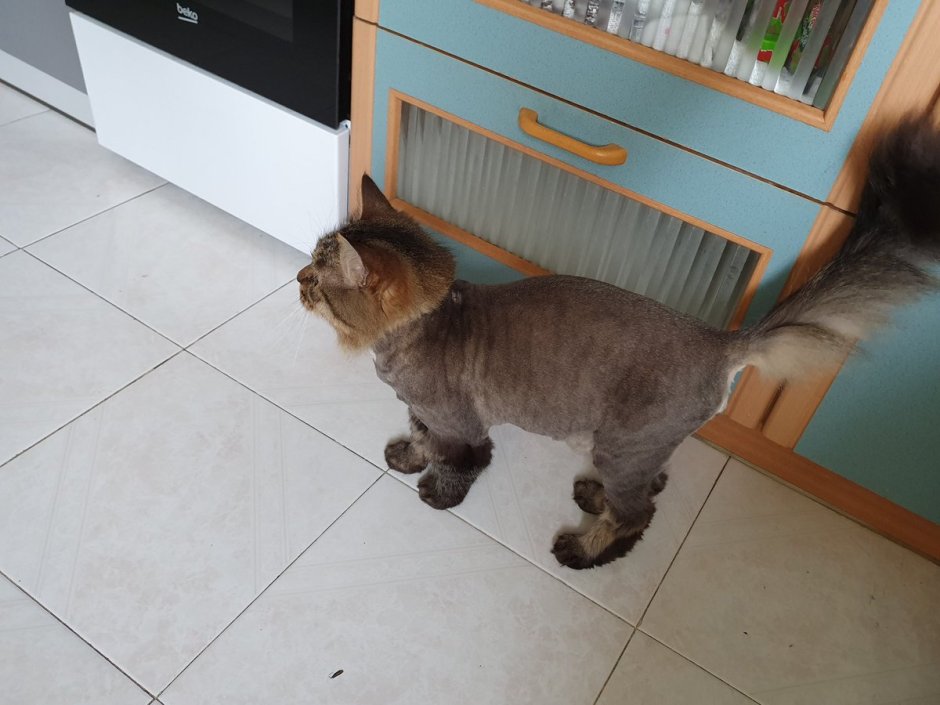 Стрижка кошек до и после