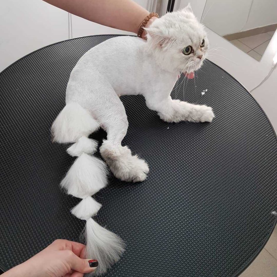 Кот Годзилла стрижка