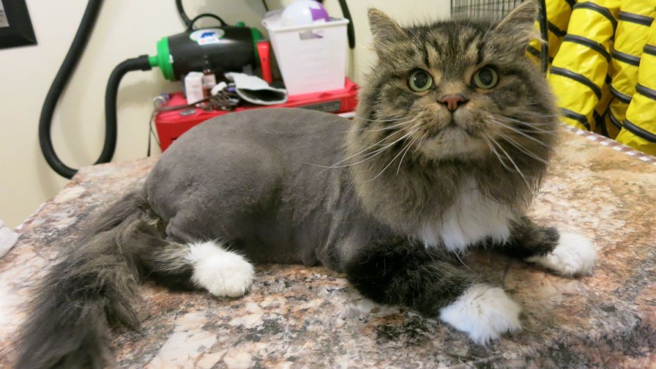 Стрижка кота налысо