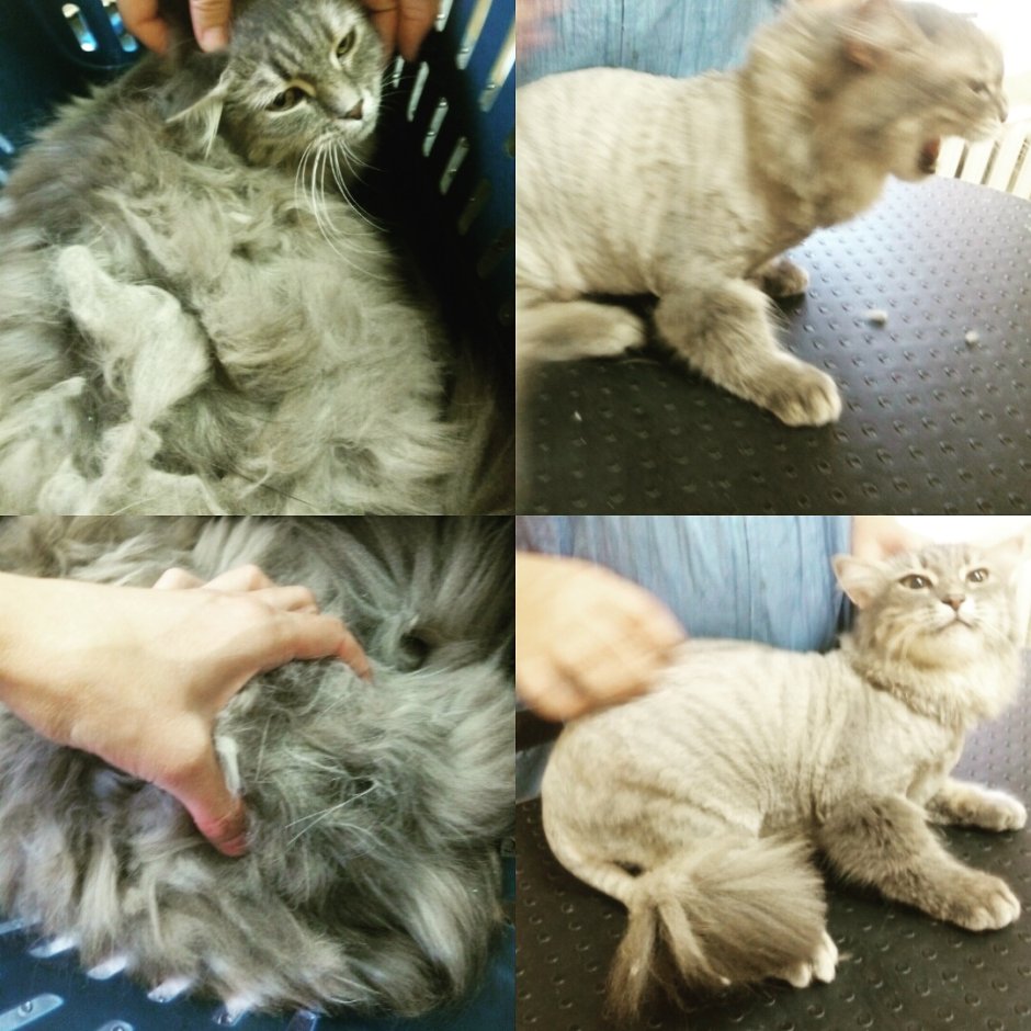 Стрижка кота