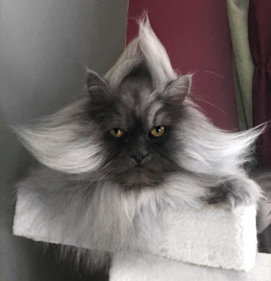 Грумминг для кошек
