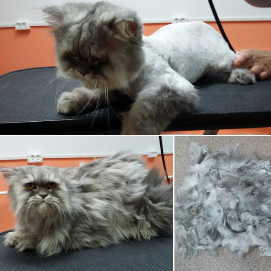 Коты с прическами