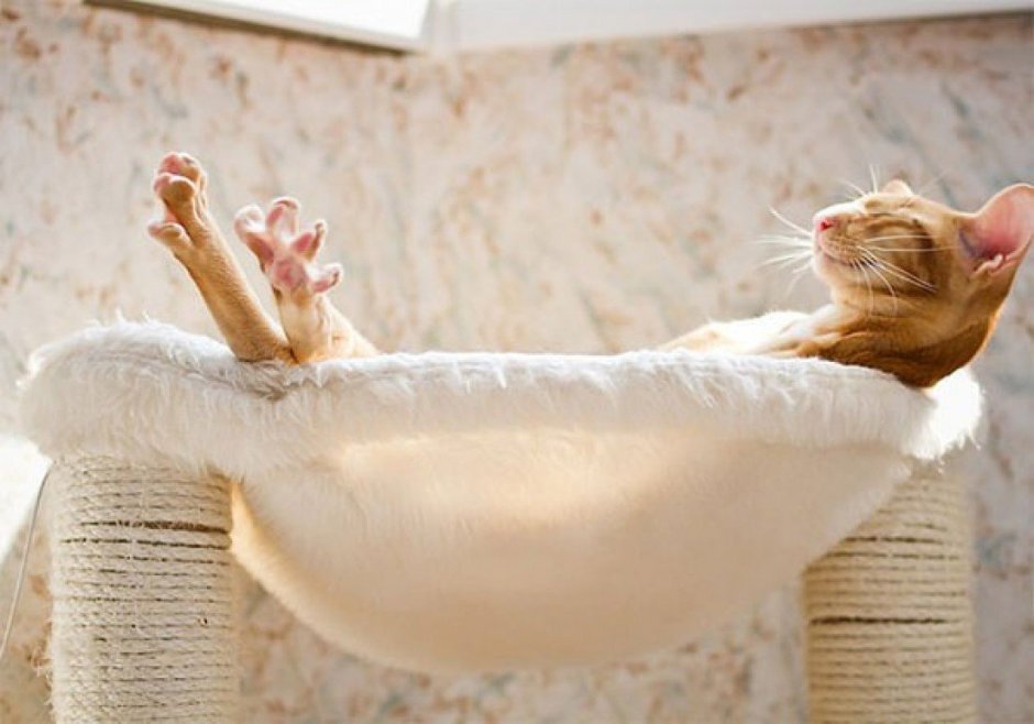 Кот отдыхает