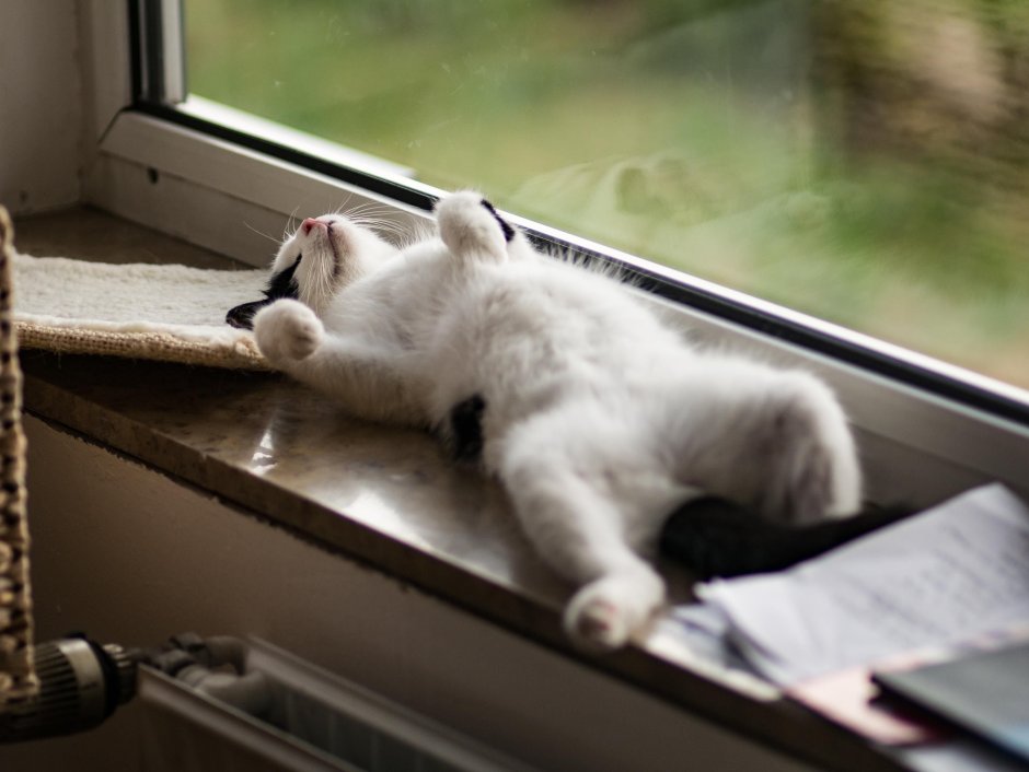 Котик в отпуске
