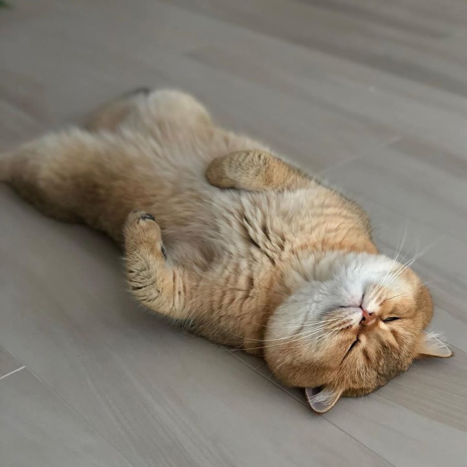 Лежачий кот