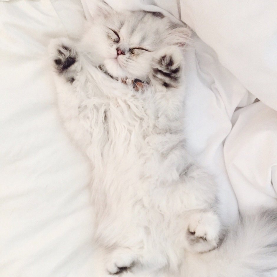 Котик лежит на спине