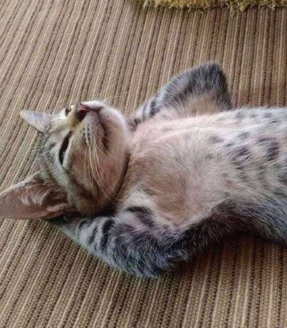 Кот релаксирует