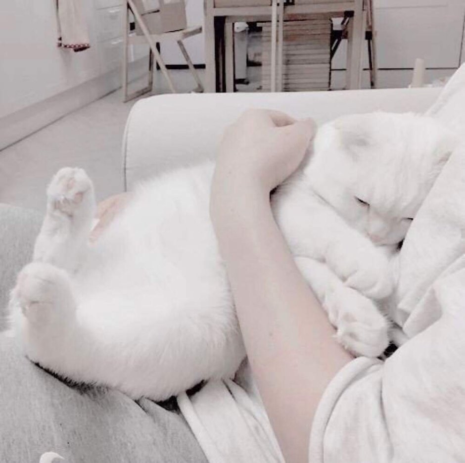 Белая кошка Эстетика
