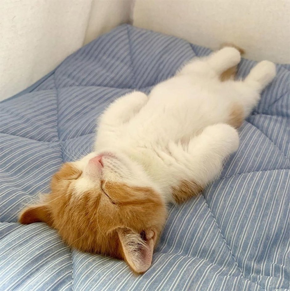 Спящие котики