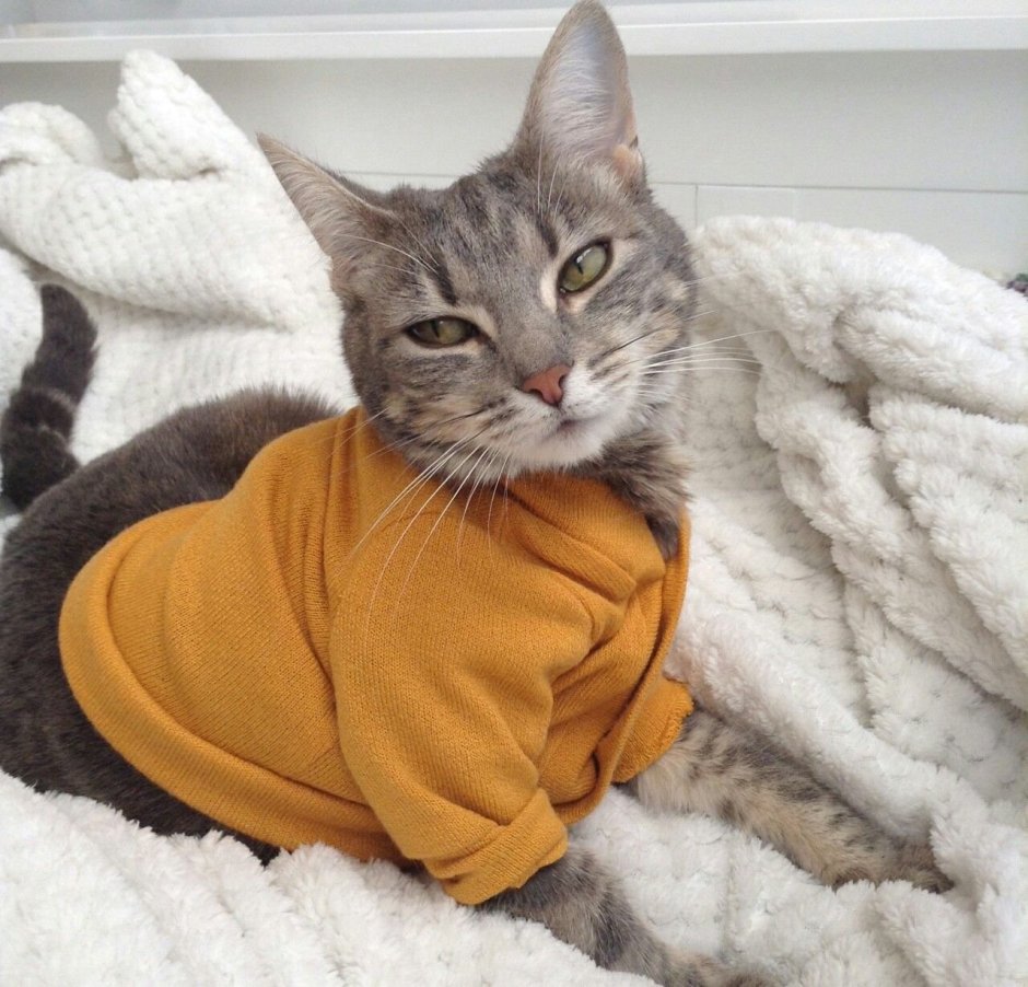 Котики Эстетика
