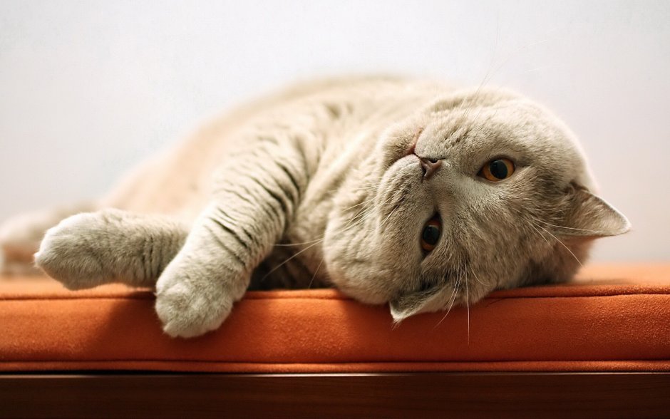 Ленивый котик