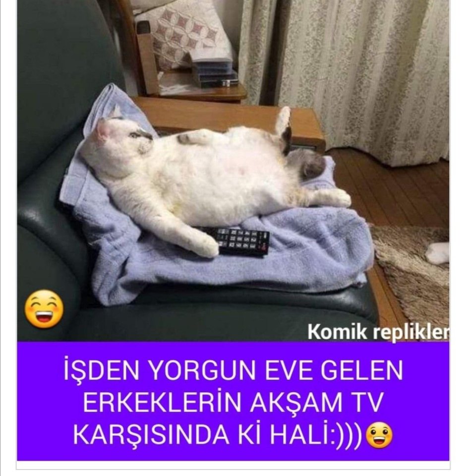 Толстый котя на диване