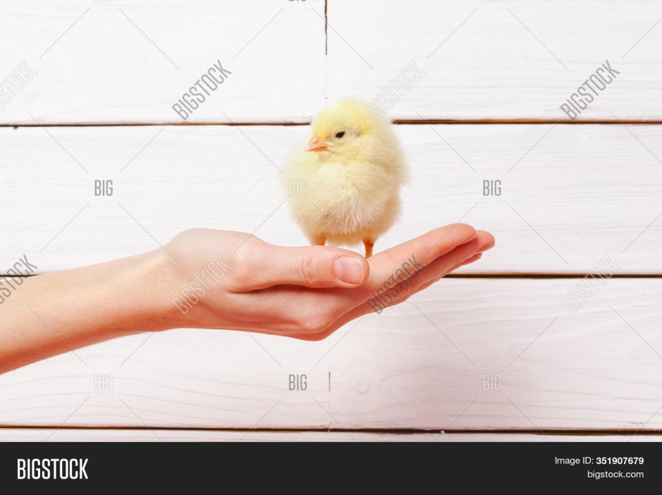 Отпустить птицу