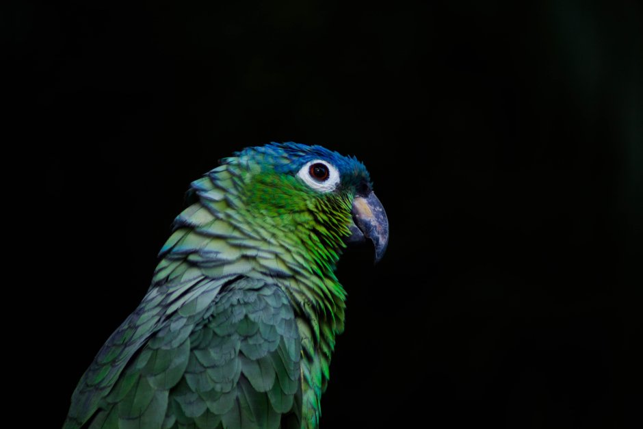 Зеленый попугай порода