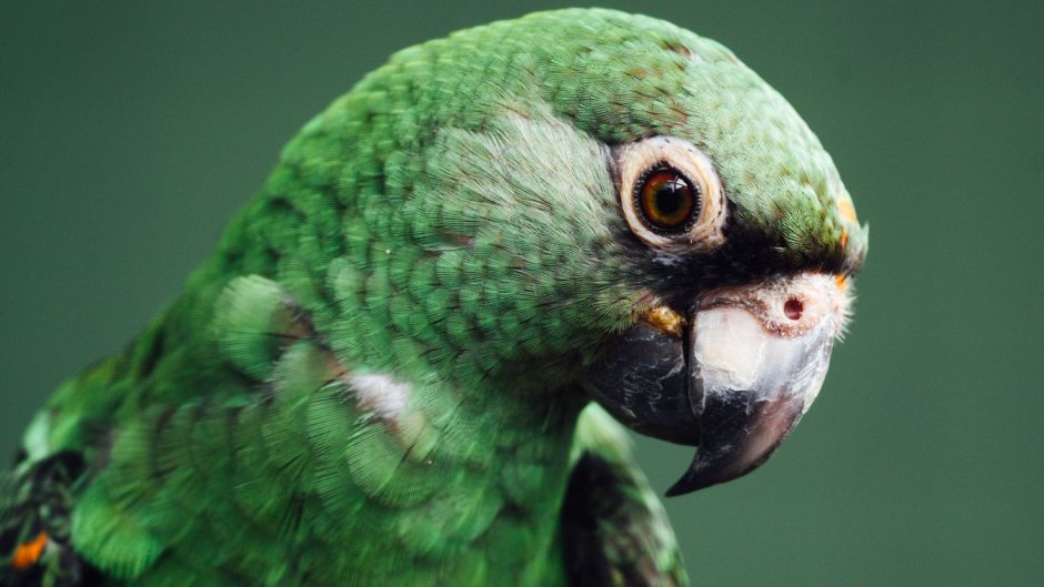 Волнистые попугайчики на ветке