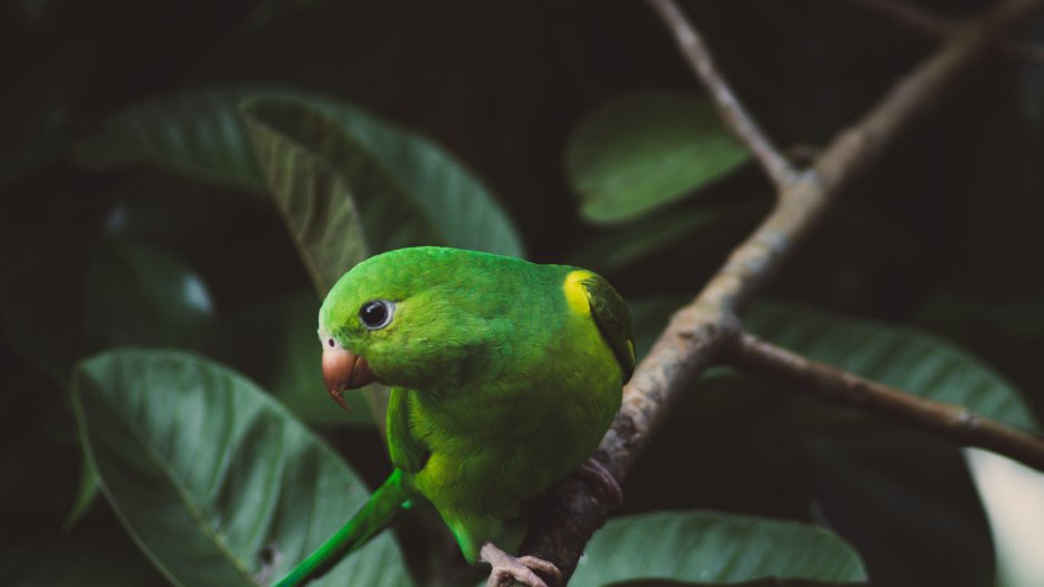 Попугай оранжевый с зеленым