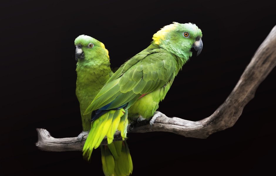 Зеленый амазонский попугай