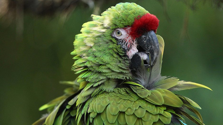 Ара попугай Джейден