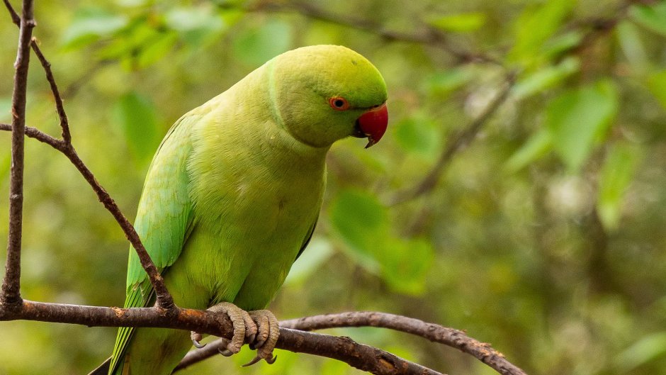 Эклектус зеленый