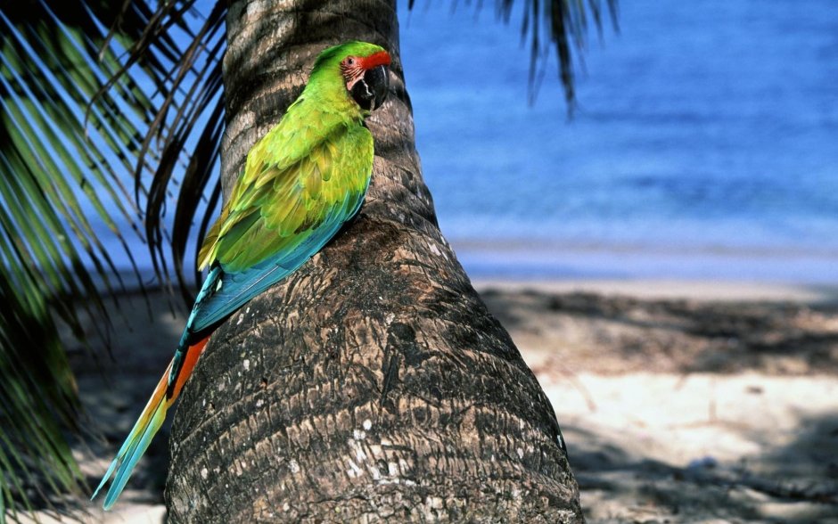 Какарики попугаи неразлучники