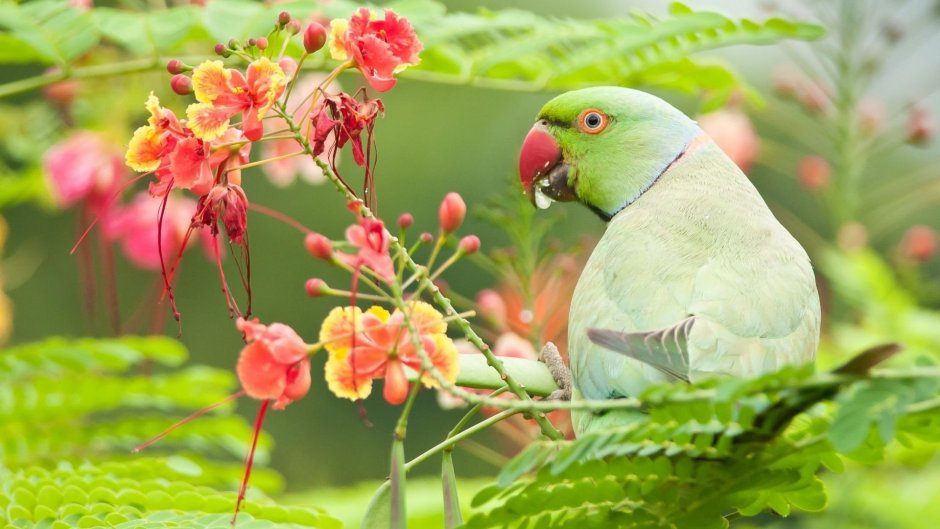 Попугай ара Макао