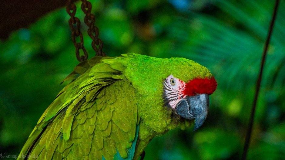 Маврикийский кольчатый попугай