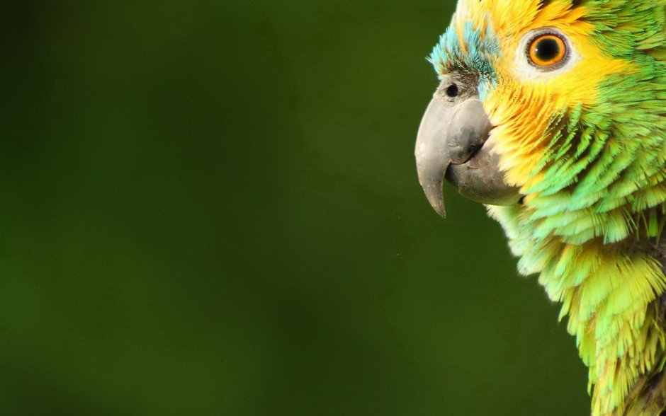 Зеленый попугайчик