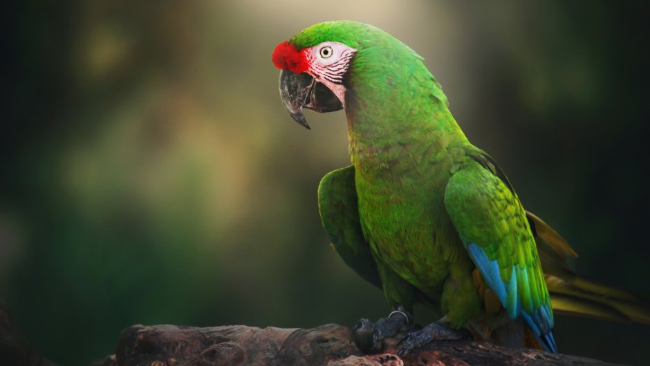 Попугай Какаду зеленый