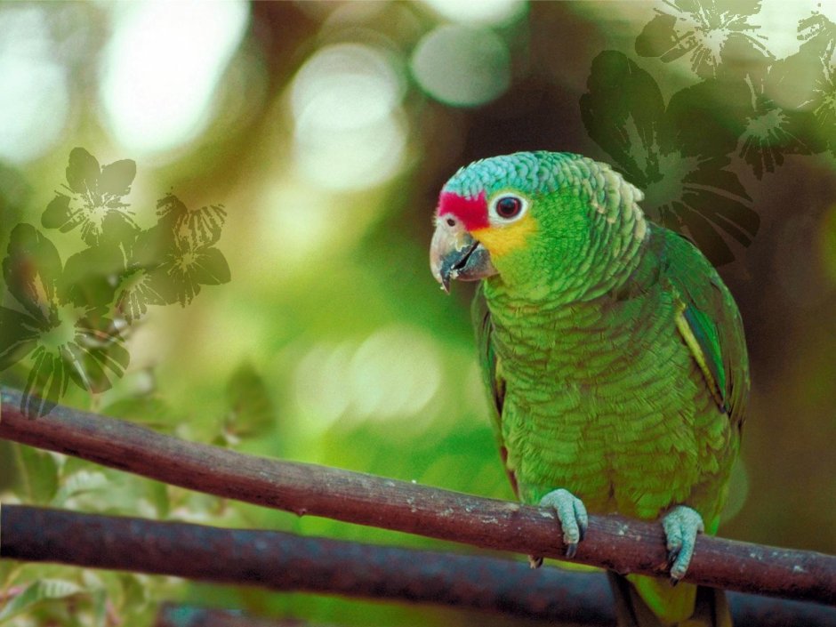 Зеленый попугай