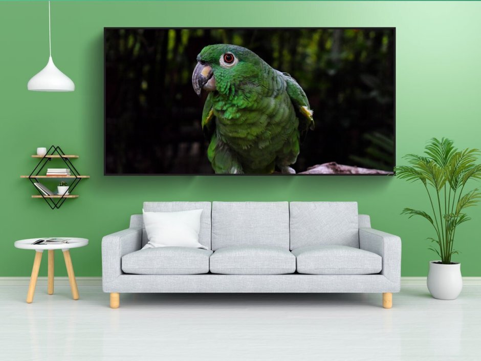 Сенегальский попугай