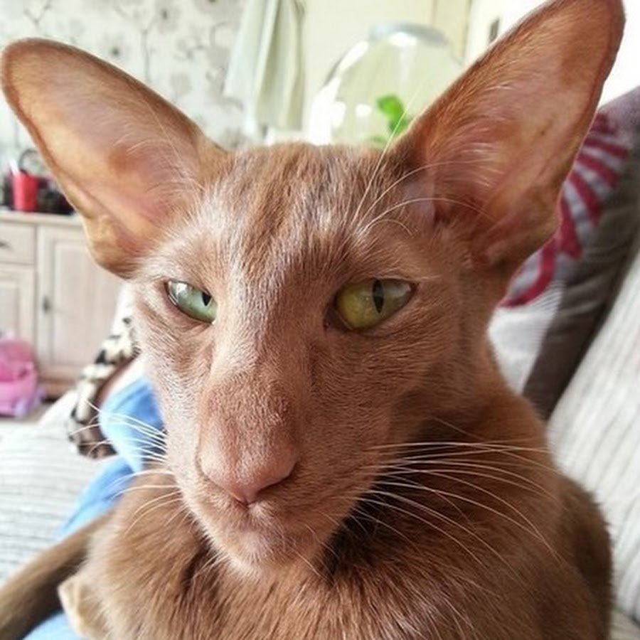 Ориентал Ушастый