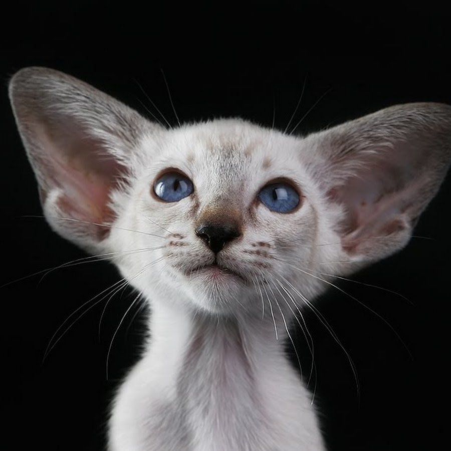 Ориентальный кот